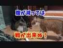 兄弟ケンカ中にハプニング発生！腹が減っては戦はできぬ！？