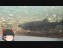 ゆっくりれいむのアクア放浪記　#46　サケのふるさと 千歳水族館