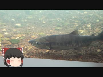 ゆっくりれいむのアクア放浪記　#46　サケのふるさと 千歳水族館