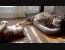【モアクリ】 日向ぼっことスキンシッポ