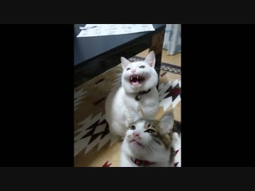 カカカカカカカカカカカカカカカカカカって言ってる