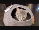 繭型ネコハウスに入ってみた