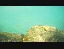 水中撮影テスト