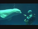 【AQUAS】牡蠣と蟹を食べに行く動画⑯【ベルーガ可愛いよベルーガ】