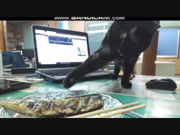 これは何にゃ？