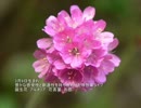 誕生日に贈る言葉～3月9日生まれの感受性が豊かなあなたに－聴きものがたり