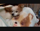 お眠なワンコ（パピヨン）1