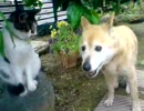 猫にぶっとばされる犬