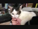 噛んで愛情表現する猫