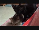 ネコさんが発情期を迎えたようで悶えている
