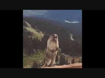 315プロにも出張して絶叫するビーバー