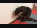 カワウソはカバーっぽいのは何でも外そうとします