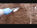 きゅうり栽培実況vol.75   H30秋24  オフシーズンにまた暇人のごとく穴を掘ってみる。