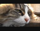 ねこと梅の花