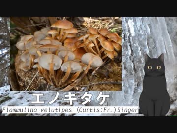 さらっとエノキタケを解説