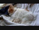 お眠なワンコ（パピヨン）2
