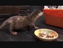 何かが気になって食事が進まないカワウソご先祖ちゃん