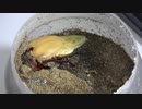 パラワンオオヒラタクワガタの羽化