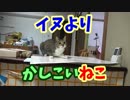 犬並みにとってこいができる賢い猫、誠君がかわいい