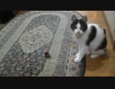 うちの猫です6