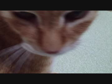 拾いねこ＠生後2437/2404日目　今日こそかりかりっ。本日も匠さん回。