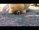 青島の猫　