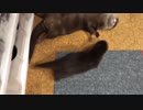 お昼寝中にチビカワウソにアタックされてウーっ。って怒ったけど、また寝るカワウソちぃたん