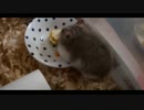 ハムスター飼いました。その65～みっきーくんとお誕生日～