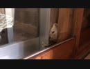 エサをくれるまで動きまテン