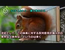 SCP-184-J - 凝り性のリス