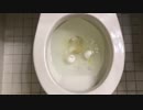 卵をトイレに流してみた４