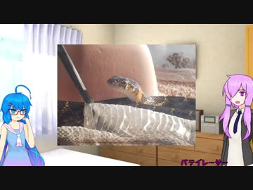 完全に爬虫類沼にハマったゆかりさん