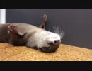 どこでも寝れるカワウソです