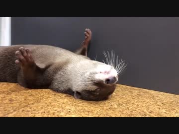どこでも寝れるカワウソです