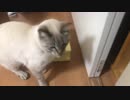 シュウちゃんボール探し