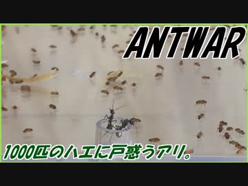 1000匹のハエが住む楽園にアリが侵入するとこうやって駆逐される。
