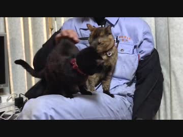 女同士の修羅場　猫と猫