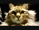 釣りをさせてくれない野良猫part１５