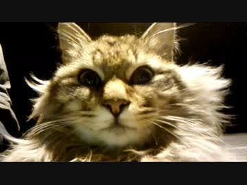 釣りをさせてくれない野良猫part１５