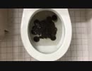 オレオのクッキーをトイレに流してみた