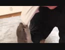 一度噛み付いたら離さないカワウソ