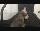 人形に嫉妬するシャロ【25日目！】