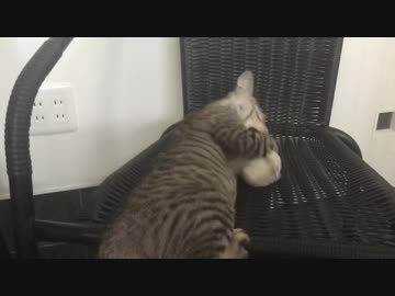 人形に嫉妬するシャロ【25日目！】