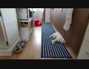 横取り猫と隙間好き猫、たまに前転