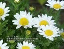 誕生日に贈る言葉～3月13日生まれの先見の明のあるあなたに－聴きものがたり