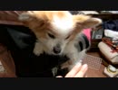 飼い主に抱っこされてご満悦のワンコ（パピヨン）