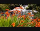 Video Footage Of Water Stream　金井道明