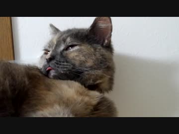 舌を出しっぱなしの猫ちゃんがかわいい・サビ猫とまと