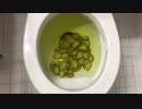 ピクルスをトイレに流してみた２