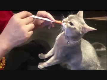 チュール時間の邪魔のクセが強すぎなカワウソ〔３ターン目はドリフト〕